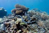 © copyright by Taveuni Dive