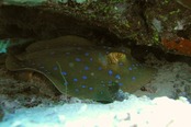 © copyright by Taveuni Dive