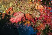 © copyright by Taveuni Dive