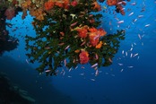 © copyright by Taveuni Dive