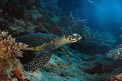 © copyright by Taveuni Dive