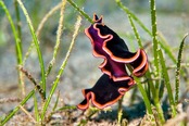 © copyright by Taveuni Dive