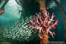 © copyright by Biodiversity Resort