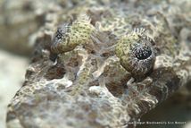 © copyright by Biodiversity Resort