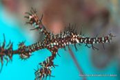 © copyright by Biodiversity Resort