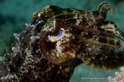 © copyright by Biodiversity Resort