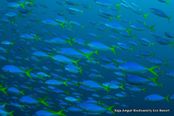 © copyright by Biodiversity Resort