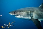 © copyright by Nautilus Explorer