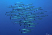 © copyright by Emperor Divers