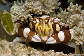 © copyright by Emperor Divers