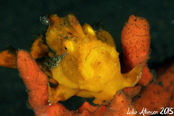 © copyright by Emperor Divers