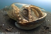 © copyright by Emperor Raja Laut