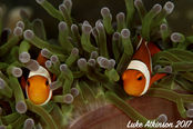 © copyright by Emperor Divers
