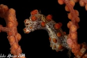 © copyright by Emperor Raja Laut