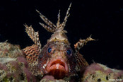 © copyright by Emperor Divers