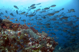 © copyright by Mark Snyder www.starknakedfish.com