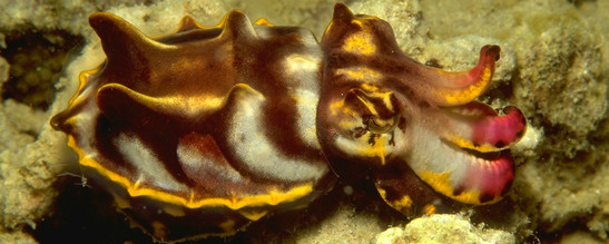 © copyright by Gerald Nowak