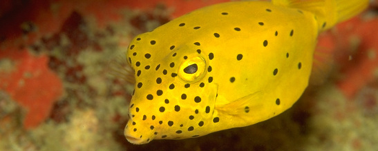 © copyright by Gerald Nowak