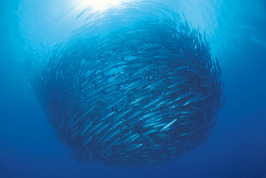 © copyright by J&uuml;rgen Freund