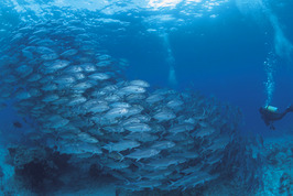 © copyright by J&uuml;rgen Freund