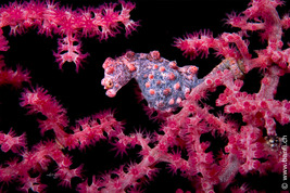 © copyright by Franco Banfi