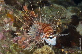 © copyright by Franco Banfi