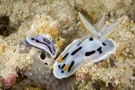 © copyright by Franco Banfi