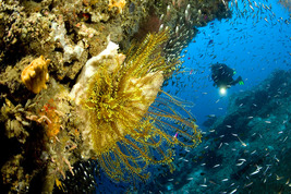 © copyright by Franco Banfi