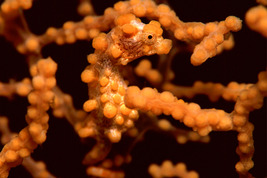© copyright by El Galleon & Asia Divers