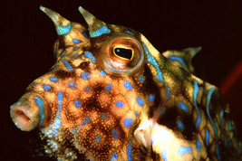 © copyright by El Galleon & Asia Divers