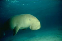 © copyright by Dirk Fahrenbach