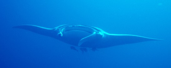 © copyright by Torsten Samuel