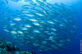 © copyright by Franco Banfi