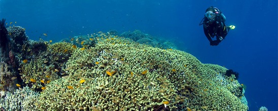 © copyright by Franco Banfi