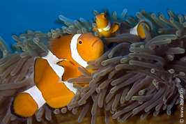 © copyright by Franco Banfi