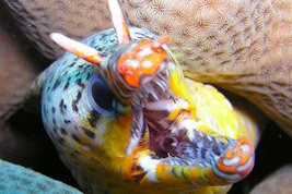 © copyright by Claudia Lutrop