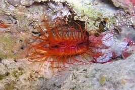 © copyright by Claudia Lutrop