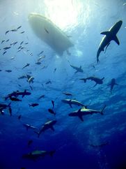 © copyright by Spirit of Freedom