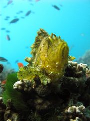 © copyright by Spirit of Freedom