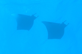 © copyright by Dirk Werner-Lutrop, Diversion Dive Travel