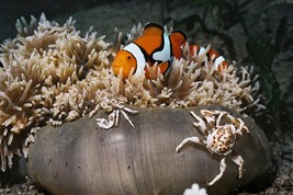 © copyright by Peter Lange