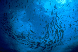 © copyright by Gerald Nowak