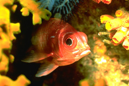 © copyright by Gerald Nowak