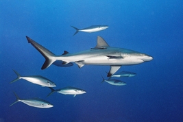 © copyright by Peter Lange