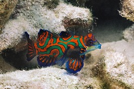 © copyright by Peter Lange