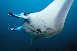 © copyright by Manta Ray Bay Resort & Yap Divers