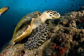 © copyright by Franco Banfi