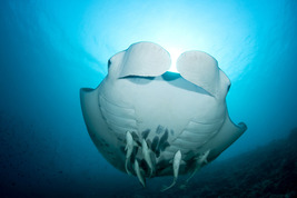 © copyright by Franco Banfi