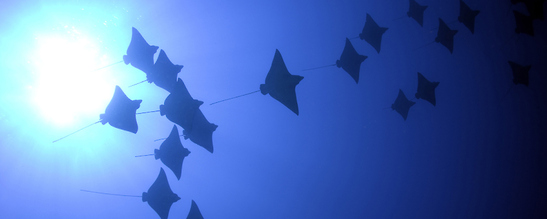 © copyright by Franco Banfi