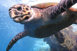 © copyright by Martin Wrzalek